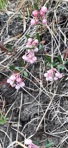 Wild Rosemary