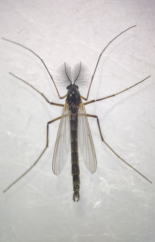 Synendotendipes lepidus