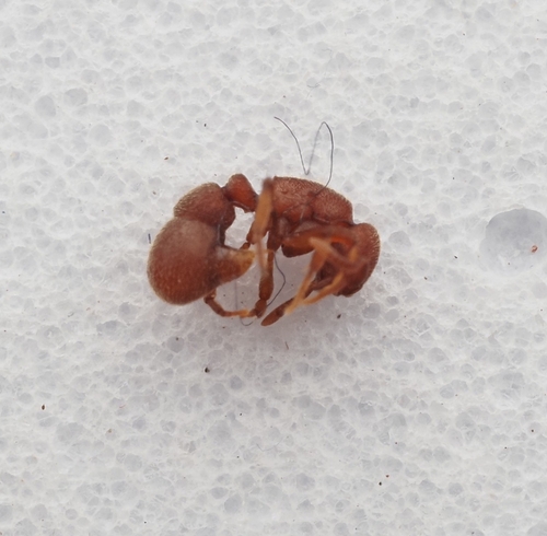 Proceratium kepingmaiProceratium kepingmai