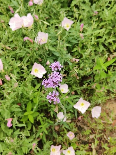 purpletop vervain