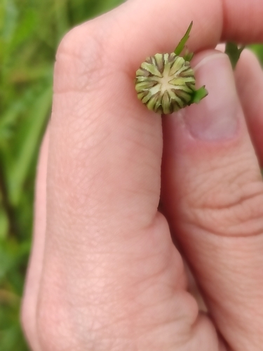 oxeye daisy