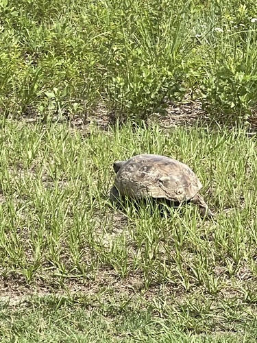 Gopherus polyphemus