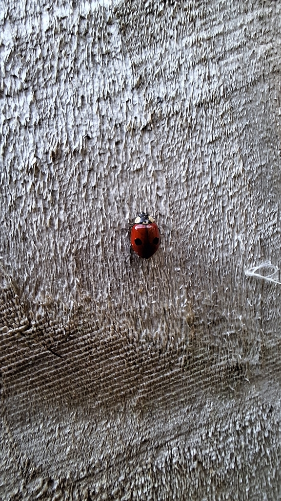 2-spot ladybird