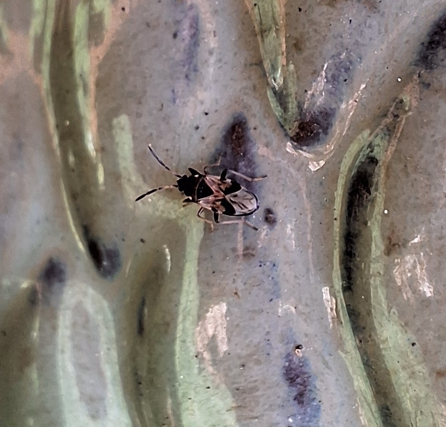 Scolopostethus
