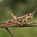 Brown‐spotted Locust - Photo (c) Nuwan Chathuranga, all rights reserved, uploaded by Nuwan Chathuranga