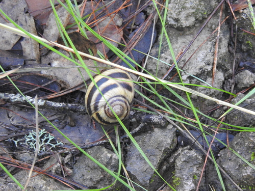 Humboldtiana durangoensis