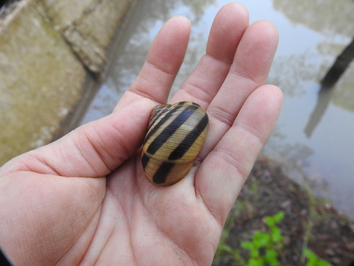 Humboldtiana durangoensis