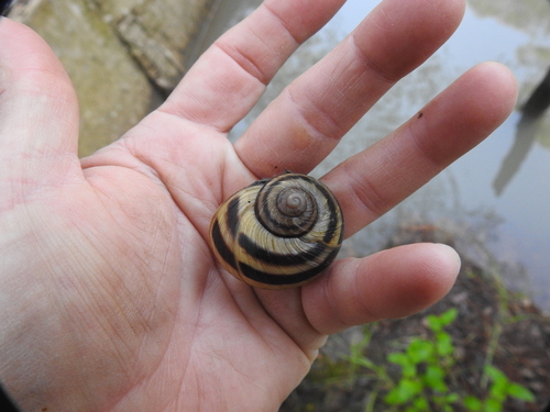 Humboldtiana durangoensis