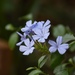 Blue Plumbago - Photo (c) calago001, all rights reserved