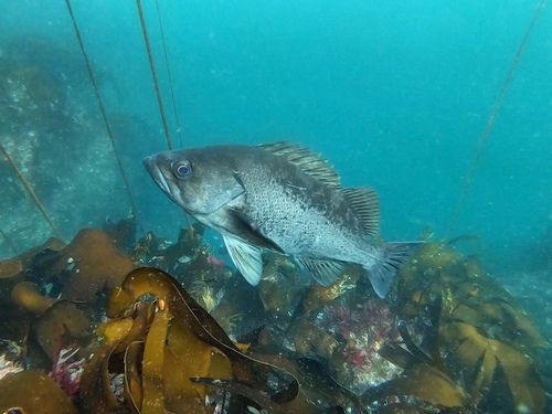 Black Rockfish