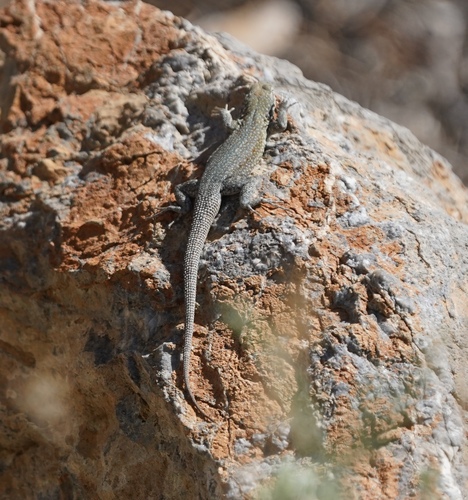 iNaturalist observation photo of Common Side-blotched Lizard