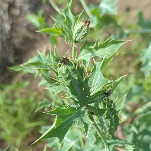 Mexican prickly poppy