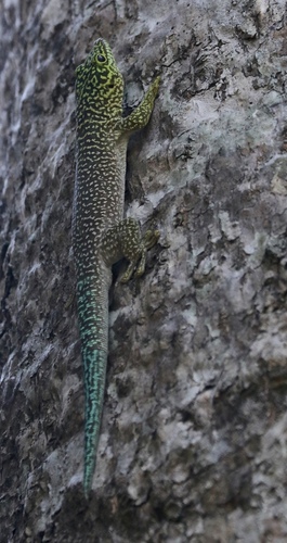 Banded Day Gecko