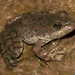 Tarahumara Frog - Photo (c) Daniel Rosenberg, all rights reserved, uploaded by Daniel Rosenberg