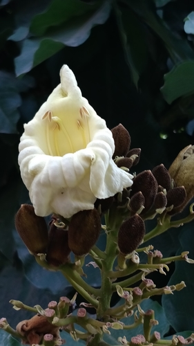 Petthan (Fernandoa adenophylla)