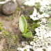 Ophioglossum engelmannii - Photo (c) carlosmartorell69, kaikki oikeudet pidätetään, lähettänyt carlosmartorell69