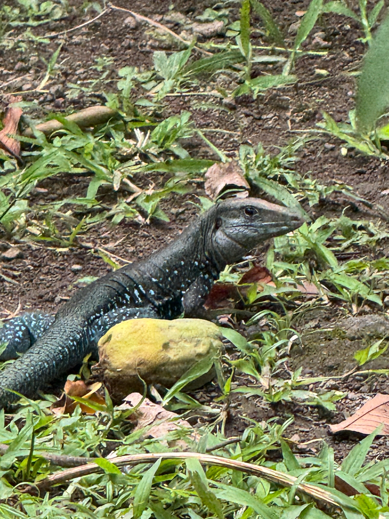 Dominican Ameiva