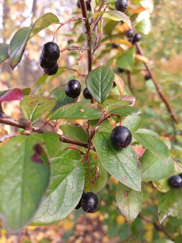 Blizgantysis kaulenis nuotrauka