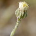 Trans-Pecos Horseweed - Photo (c) carlosmartorell69, all rights reserved, uploaded by carlosmartorell69