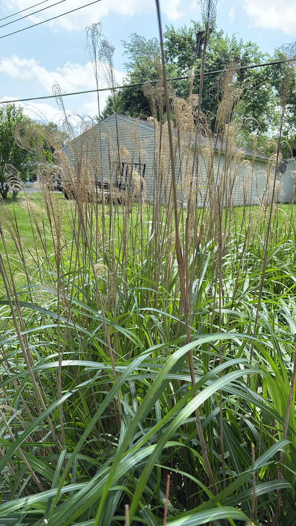 Miscanthus sinensis