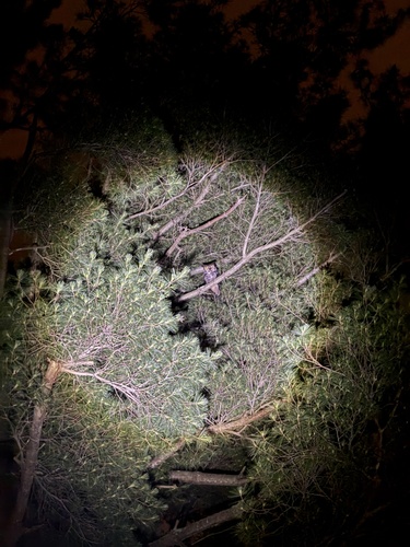 View observation of {o.common_name} on iNaturalist