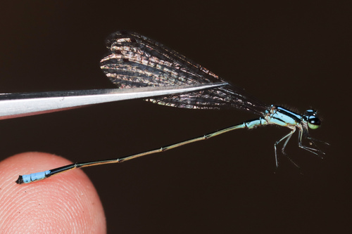 Acanthagrion abunae