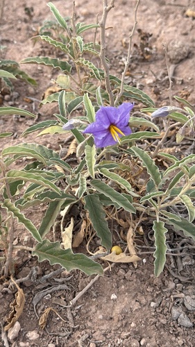 silverleaf nightshade