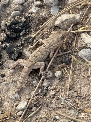 Tarentola mauritanica juliae