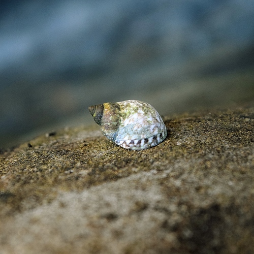 Checkered Periwinkle