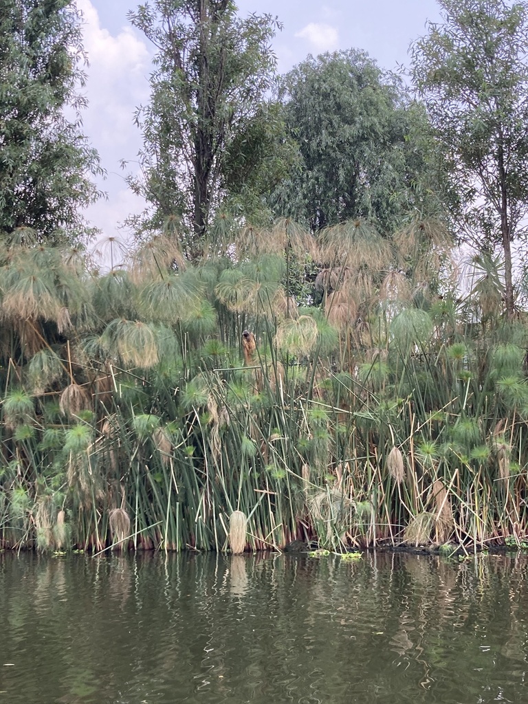Cyperus papyrus