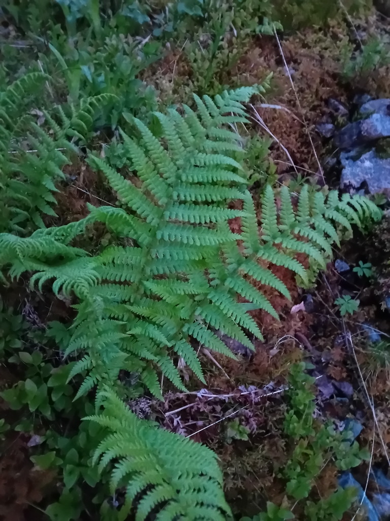 Dryopteris filix-mas