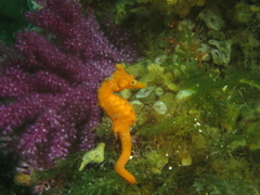 Hippocampus coronatus