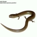 Günther's Writhing Skink - Photo (c) Sumit Diwanji, all rights reserved, uploaded by Sumit Diwanji