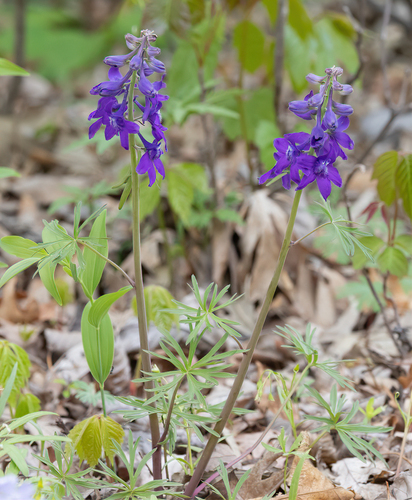 dwarf larkspur