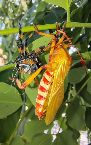 Pachylis gigas