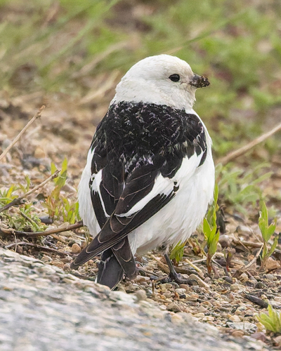 Snow Bunting