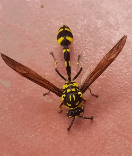 Phimenes flavopictus