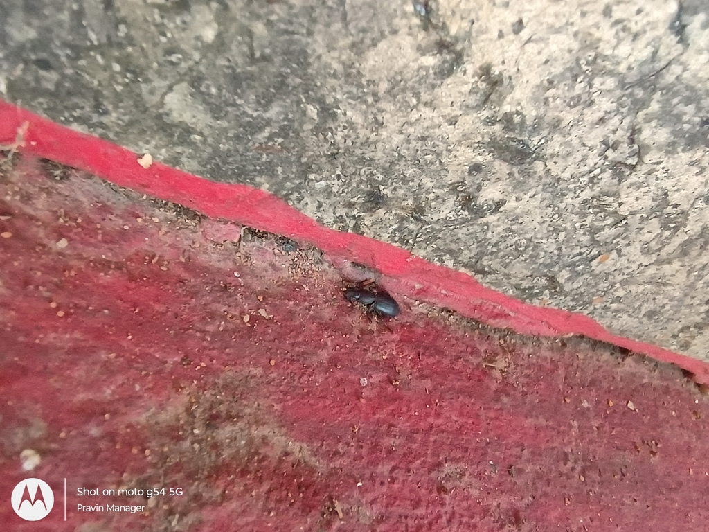 Mathali Insect Beetles from 335, Moharli, Bhamdeli Raiyyatwari, Maharashtra 442906 ...