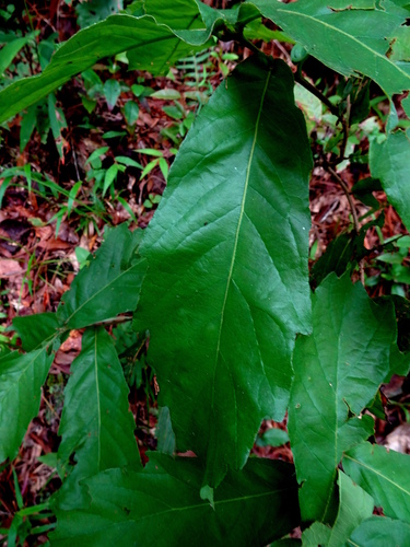 Quercus glaucescens