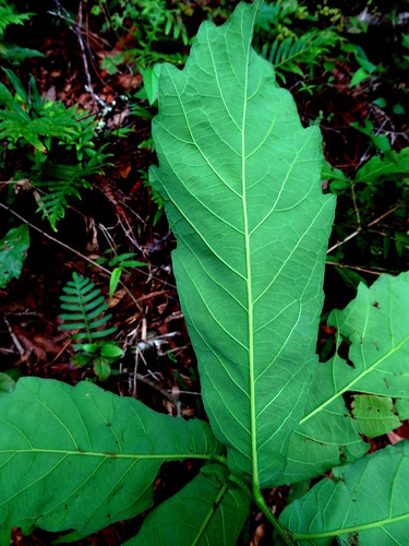 Quercus glaucescens