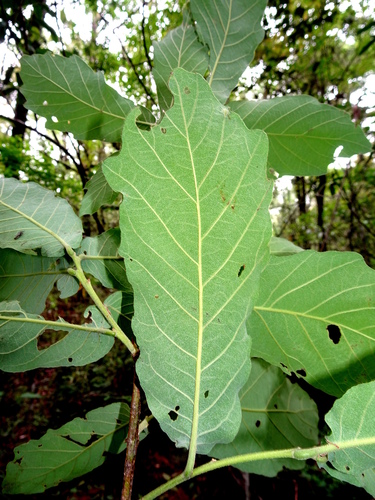 Quercus glaucescens