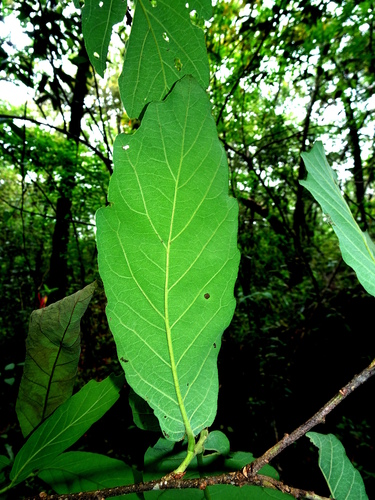 Quercus glaucescens