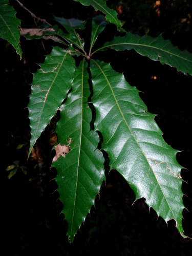 Quercus meavei