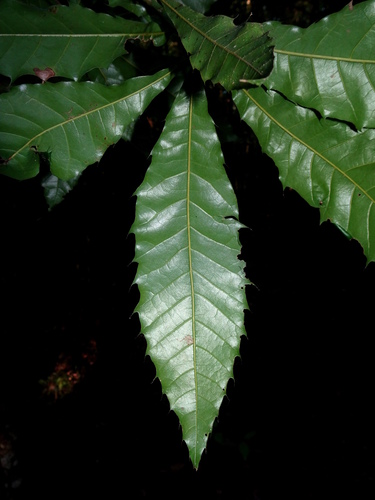 Quercus meavei