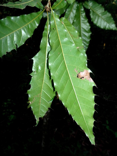 Quercus meavei