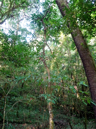 Quercus meavei