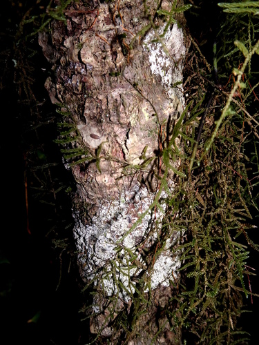 Quercus meavei