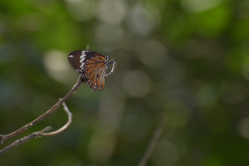 Swamp Tiger Butterfly