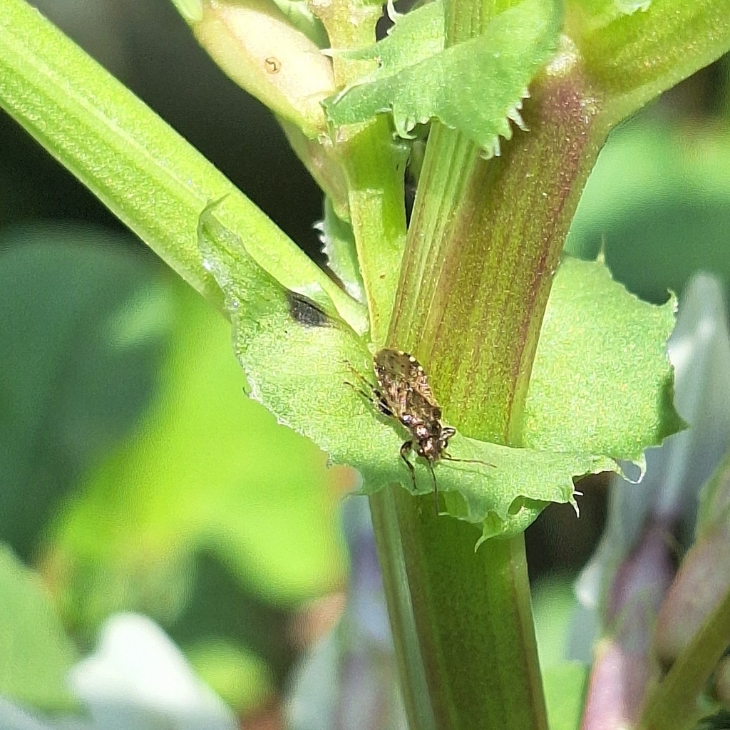 Nettle Ground Bug