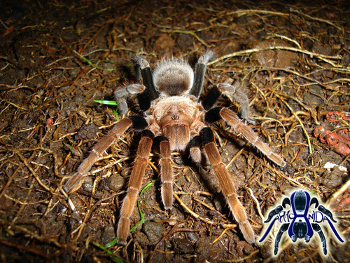 Los Tuxtlas Tarantula